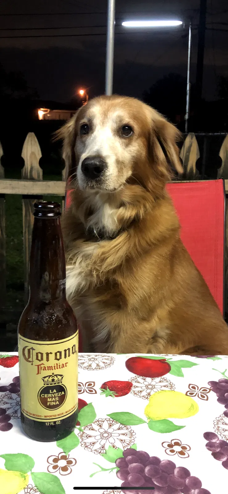 Lost dog in Lehigh Acres, FL, 33976