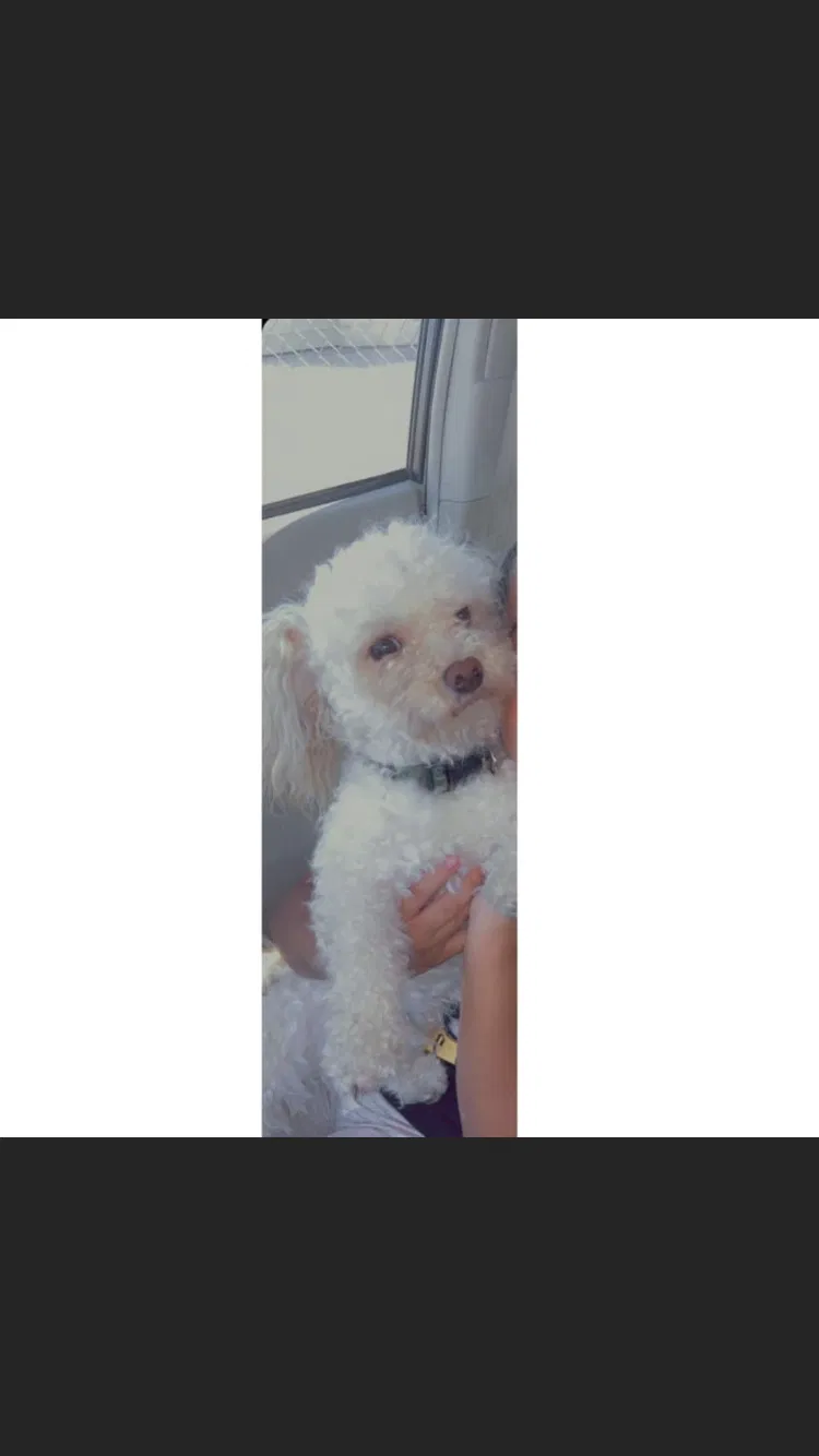 Lost dog in North Las Vegas, NV, 89030