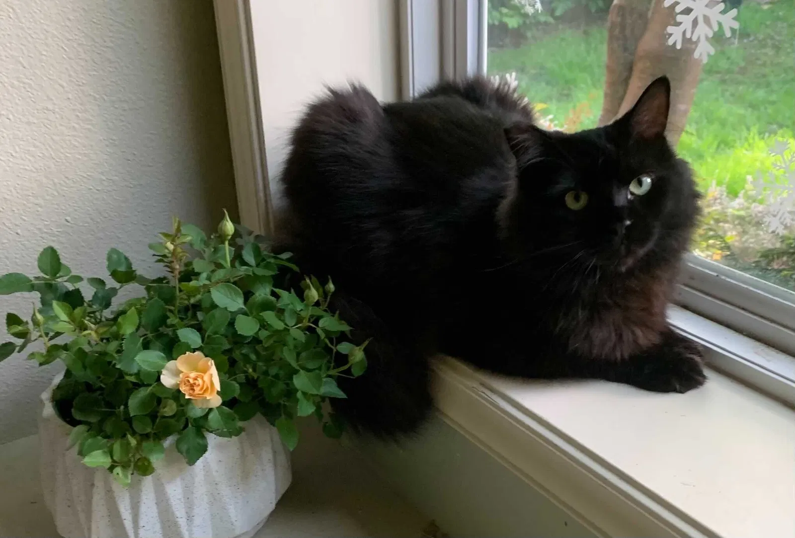 Lost cat in Bellevue, WA, 98008