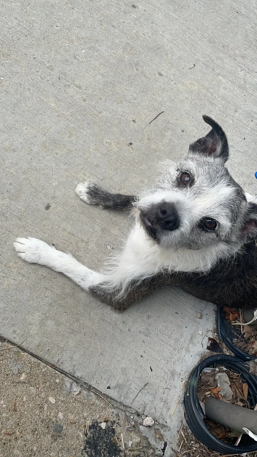 Lost dog in Urbana, OH, 43078