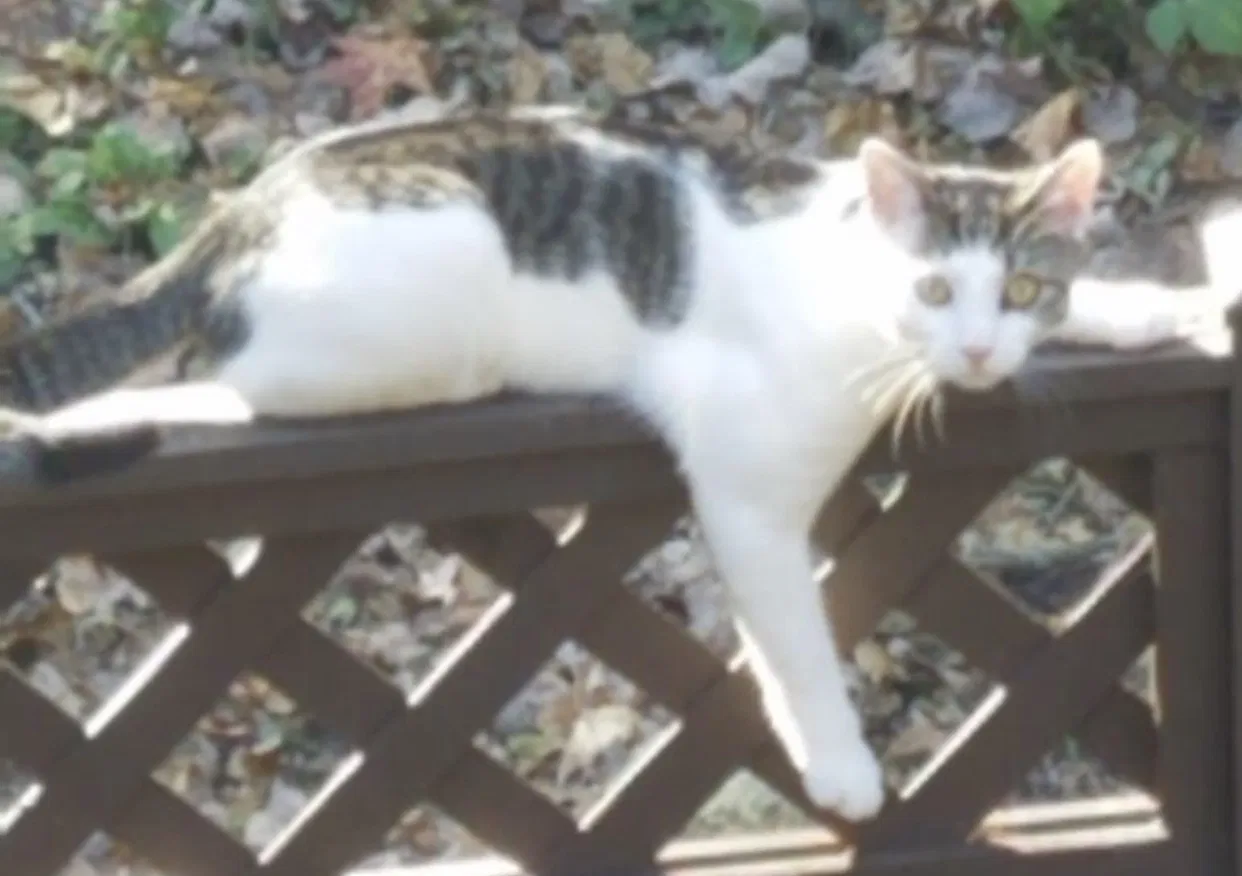 Lost cat in Woodbridge, VA, 22191