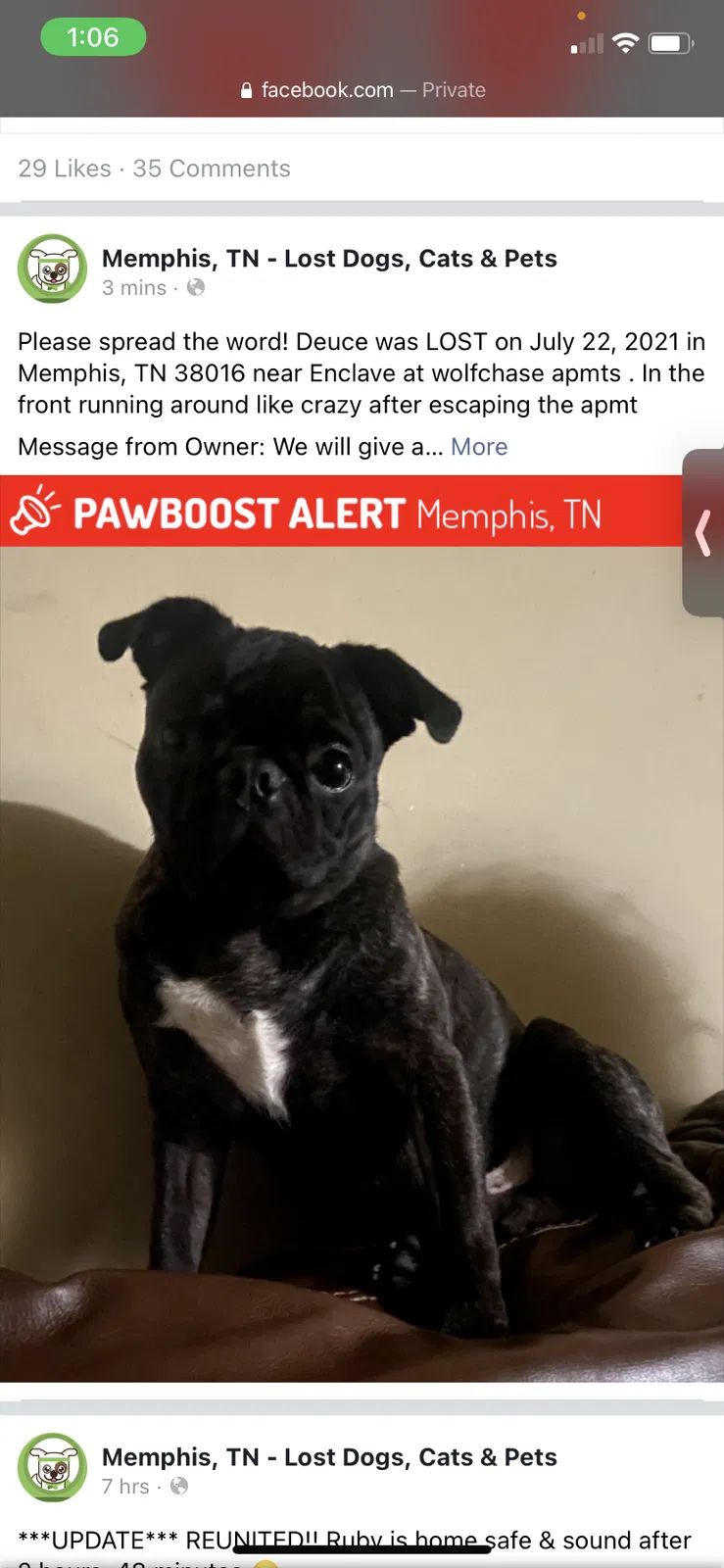 Lost dog in Memphis, TN, 38133