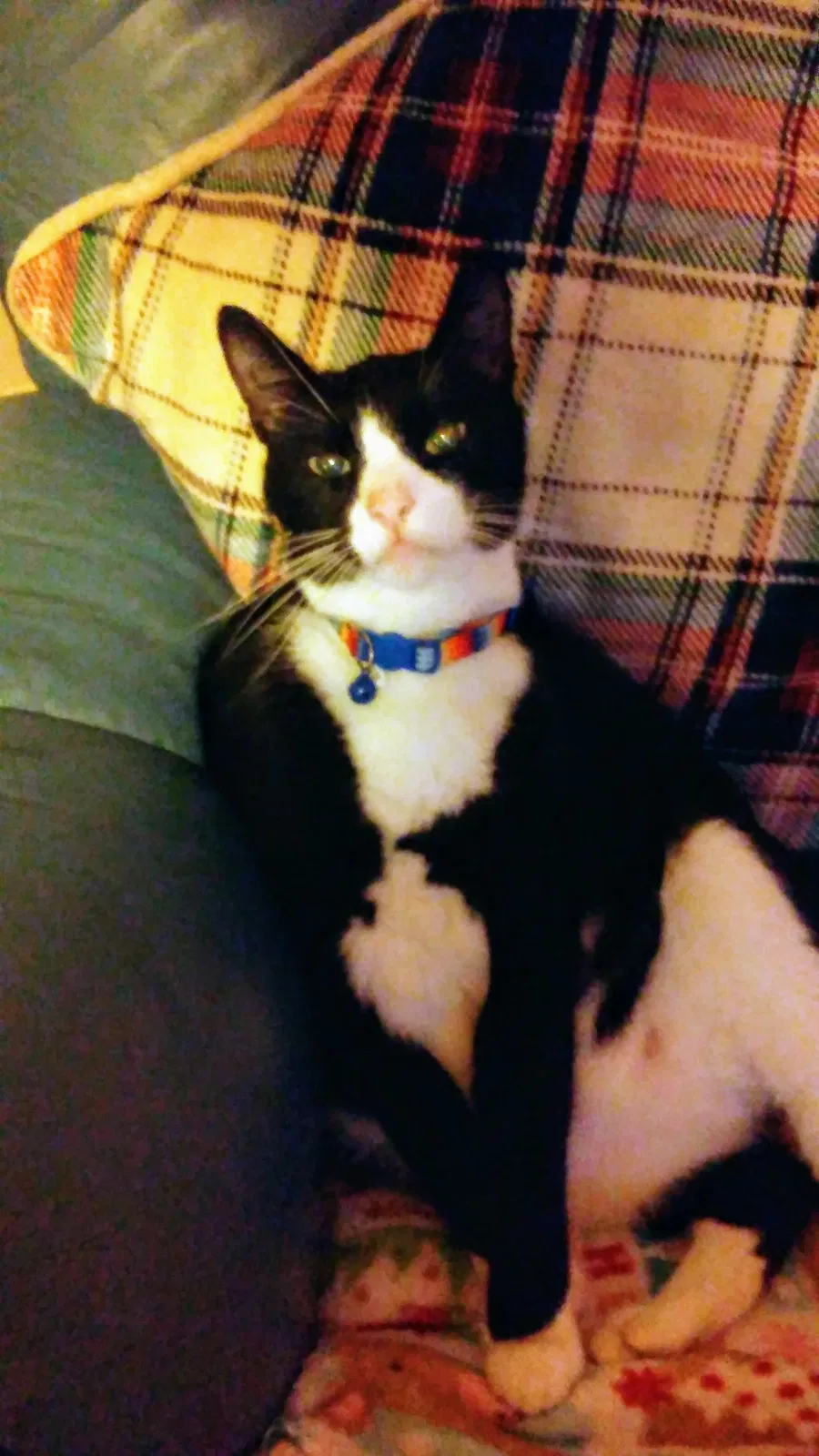 Lost cat in Toms River, NJ, 8757