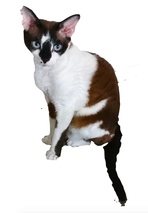 Lost cat in Bozeman, MT, 59718