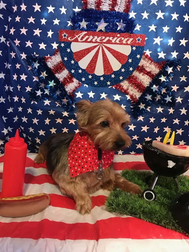 Lost dog in Mcallen, TX, 78501