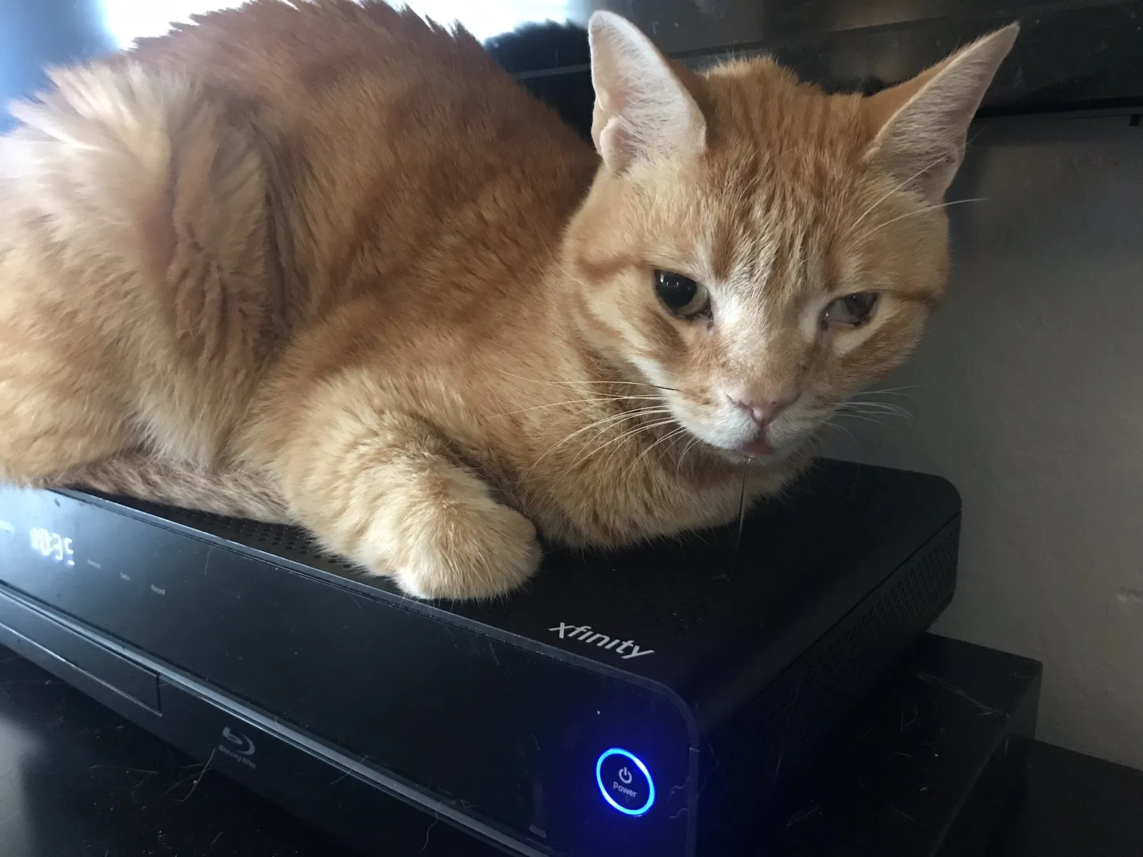 Lost cat in Unknown, CA, 94648