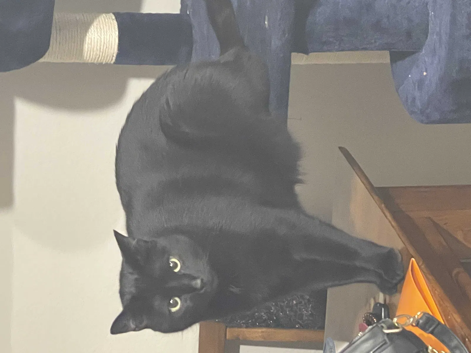 Lost cat in Apex, NC, 27539