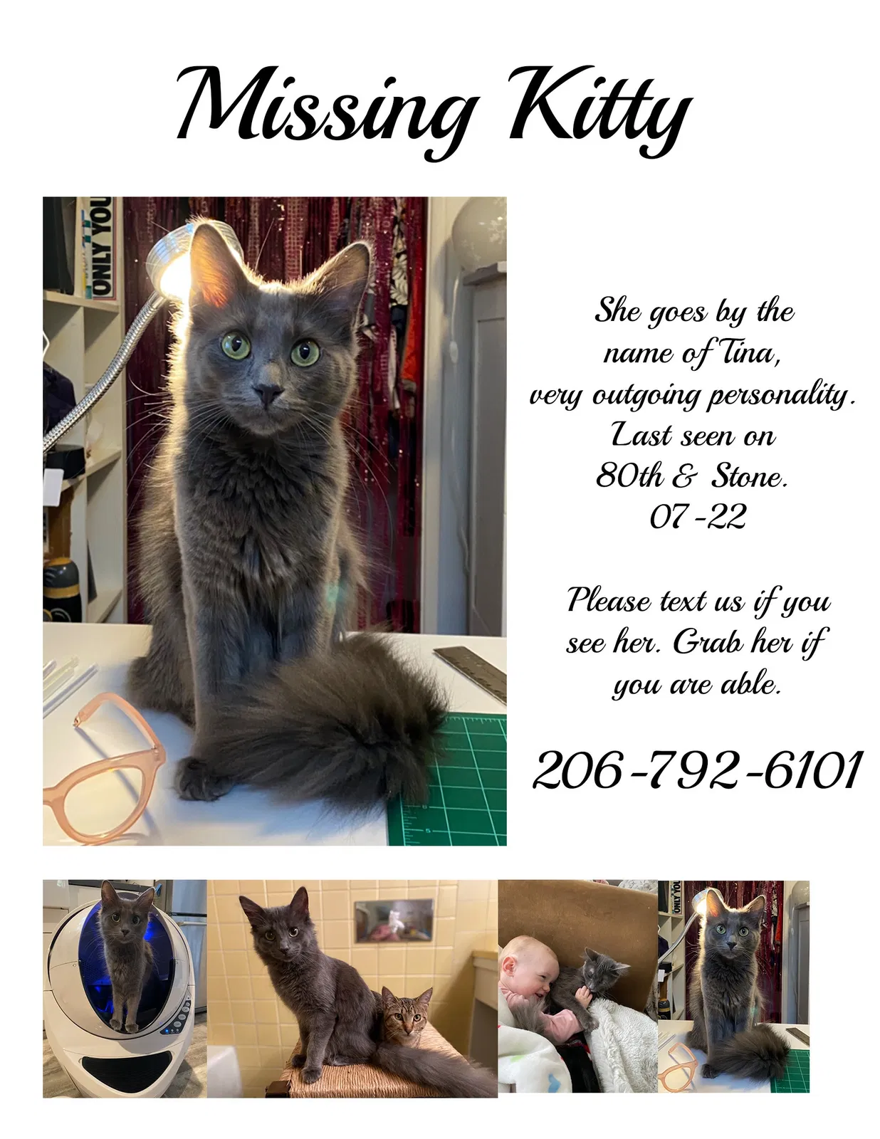 Lost cat in Seattle, WA, 98103
