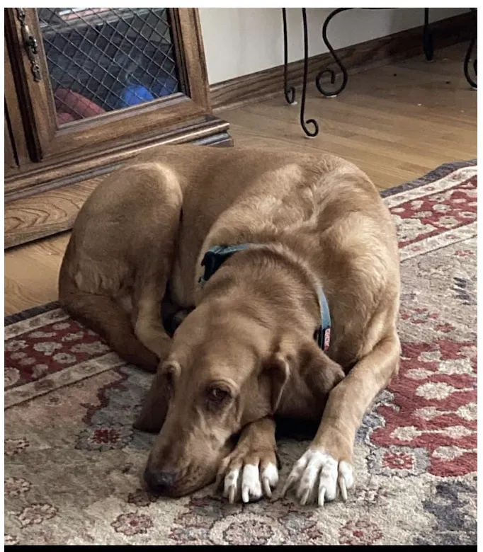 Lost dog in Minneapolis, MN, 55418