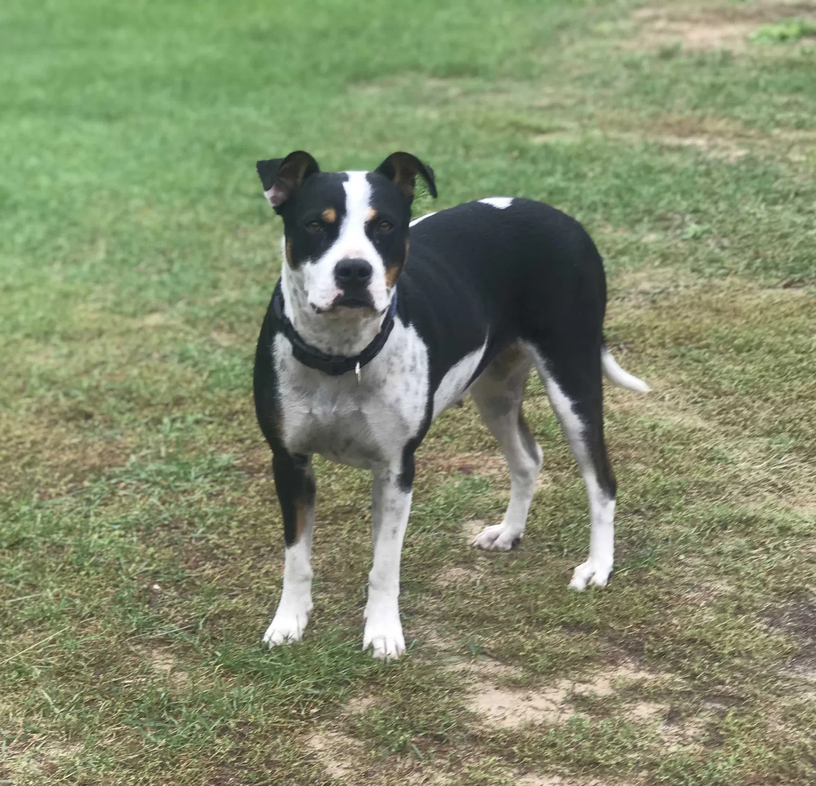 Lost dog in Hernando, FL, 34442
