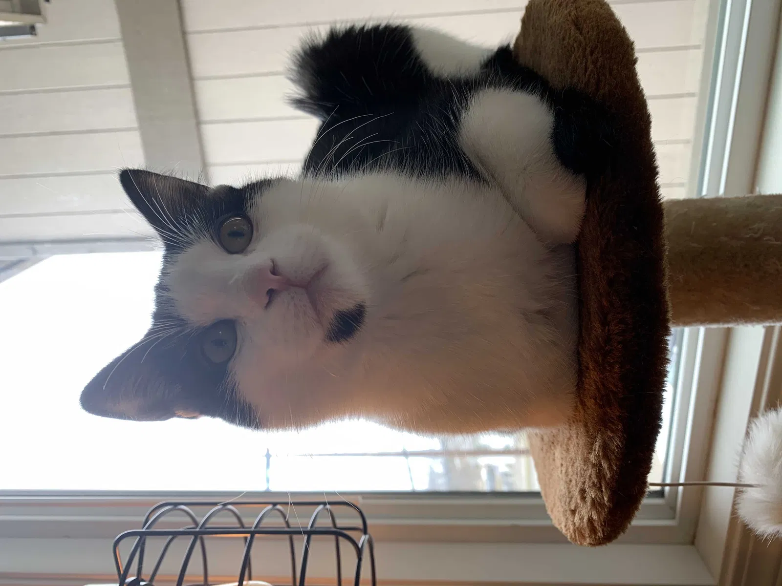 Lost cat in Cheney, WA, 99004