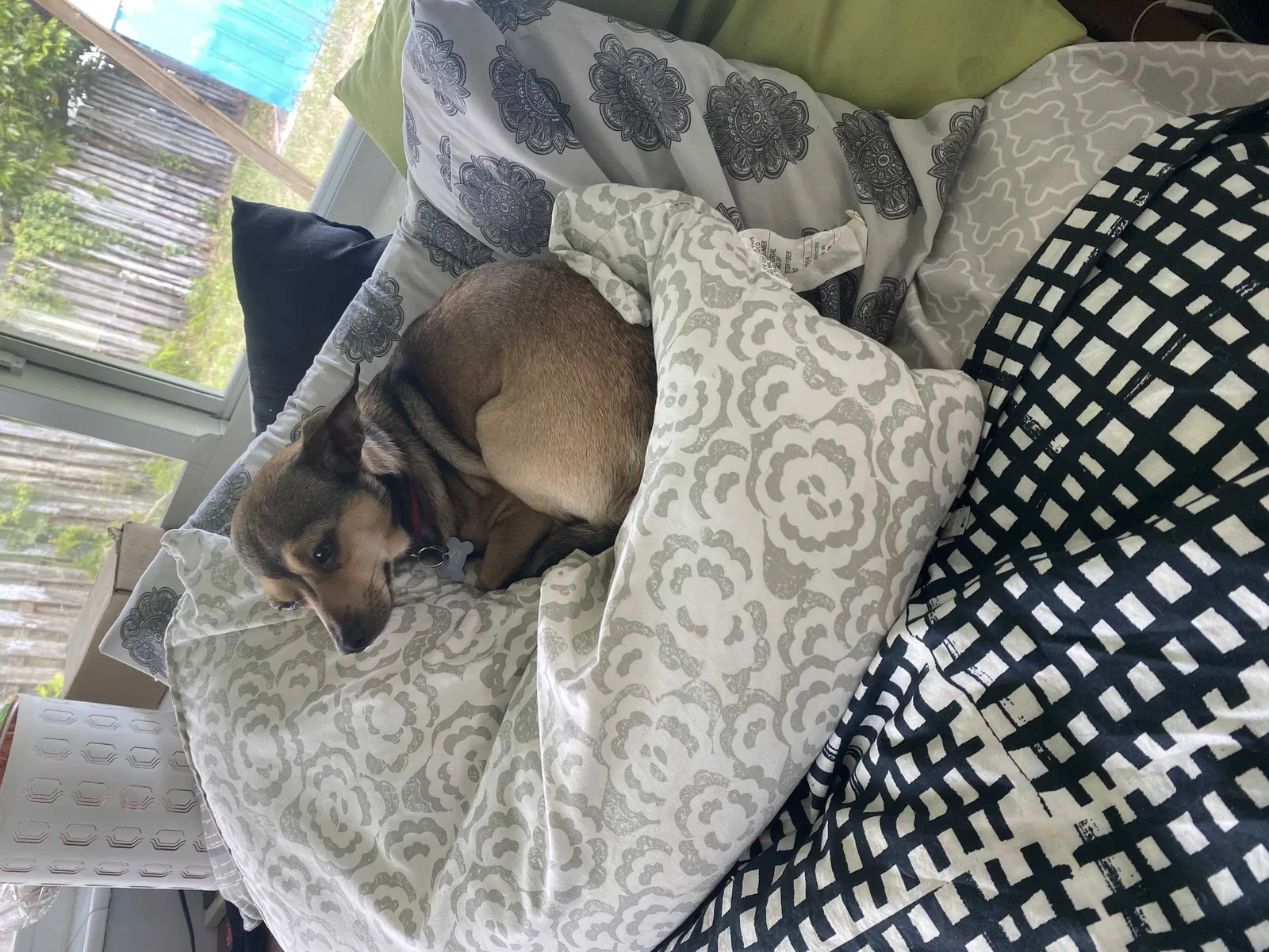 Lost dog in Fort Lauderdale, FL, 33317