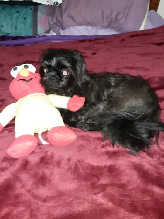 Found dog in South Glens Falls, NY, 12803