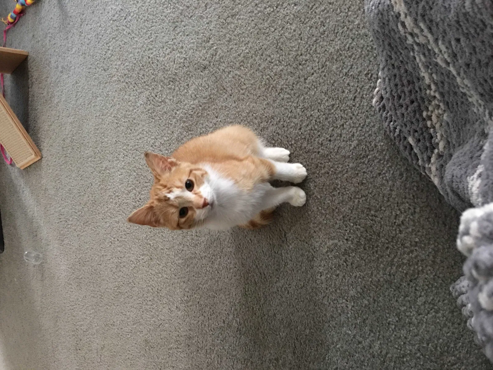 Lost cat in Painesville, OH, 44077