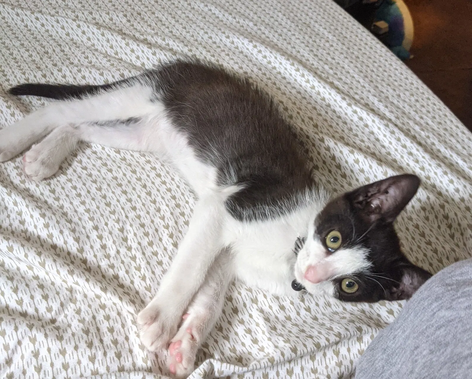 Lost cat in Norwalk, CA, 90650