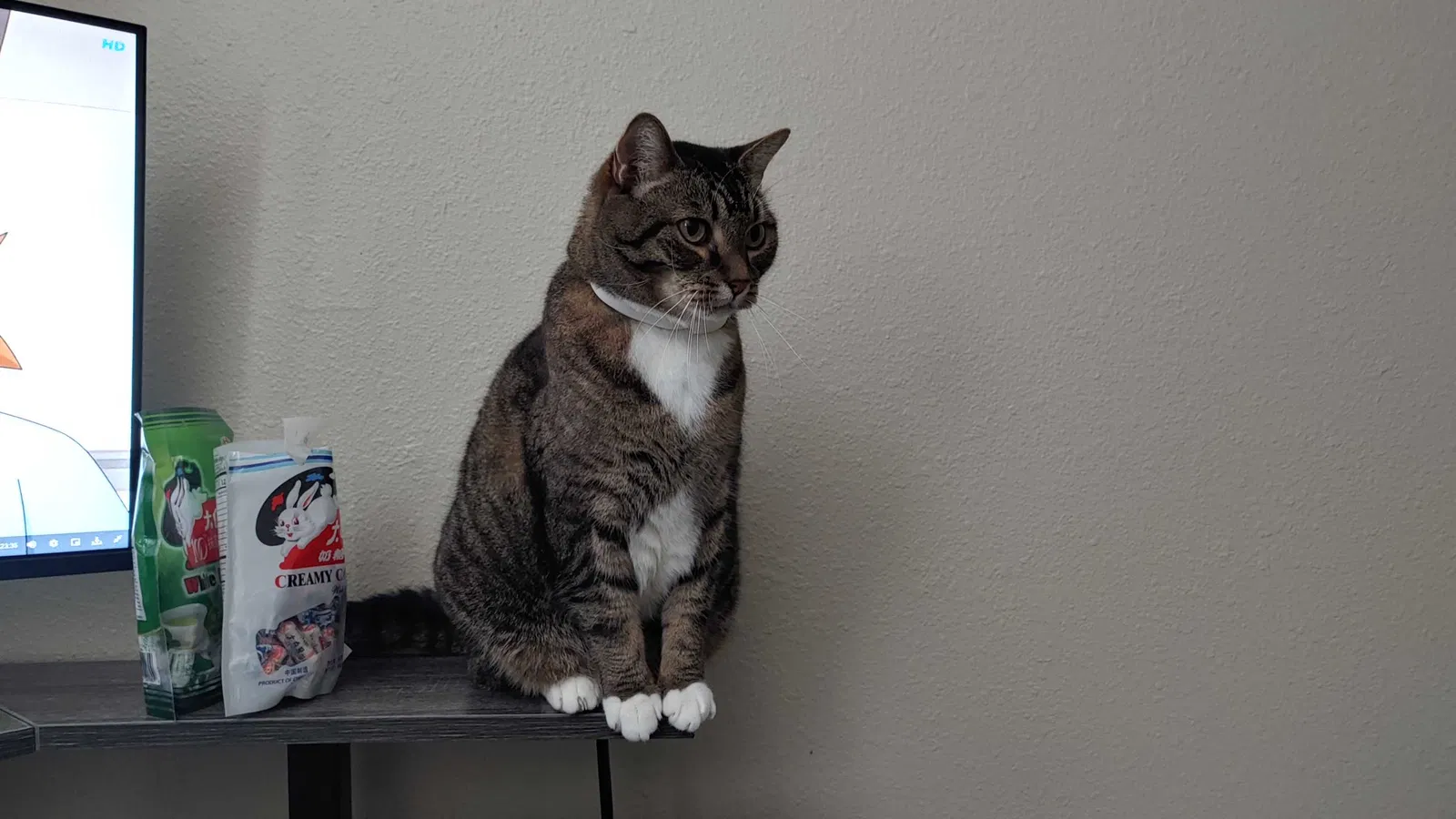 Lost cat in Beaverton, OR, 97006