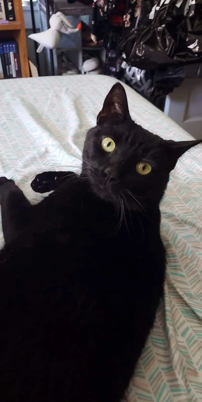 Lost cat in Kennett Square, PA, 19348