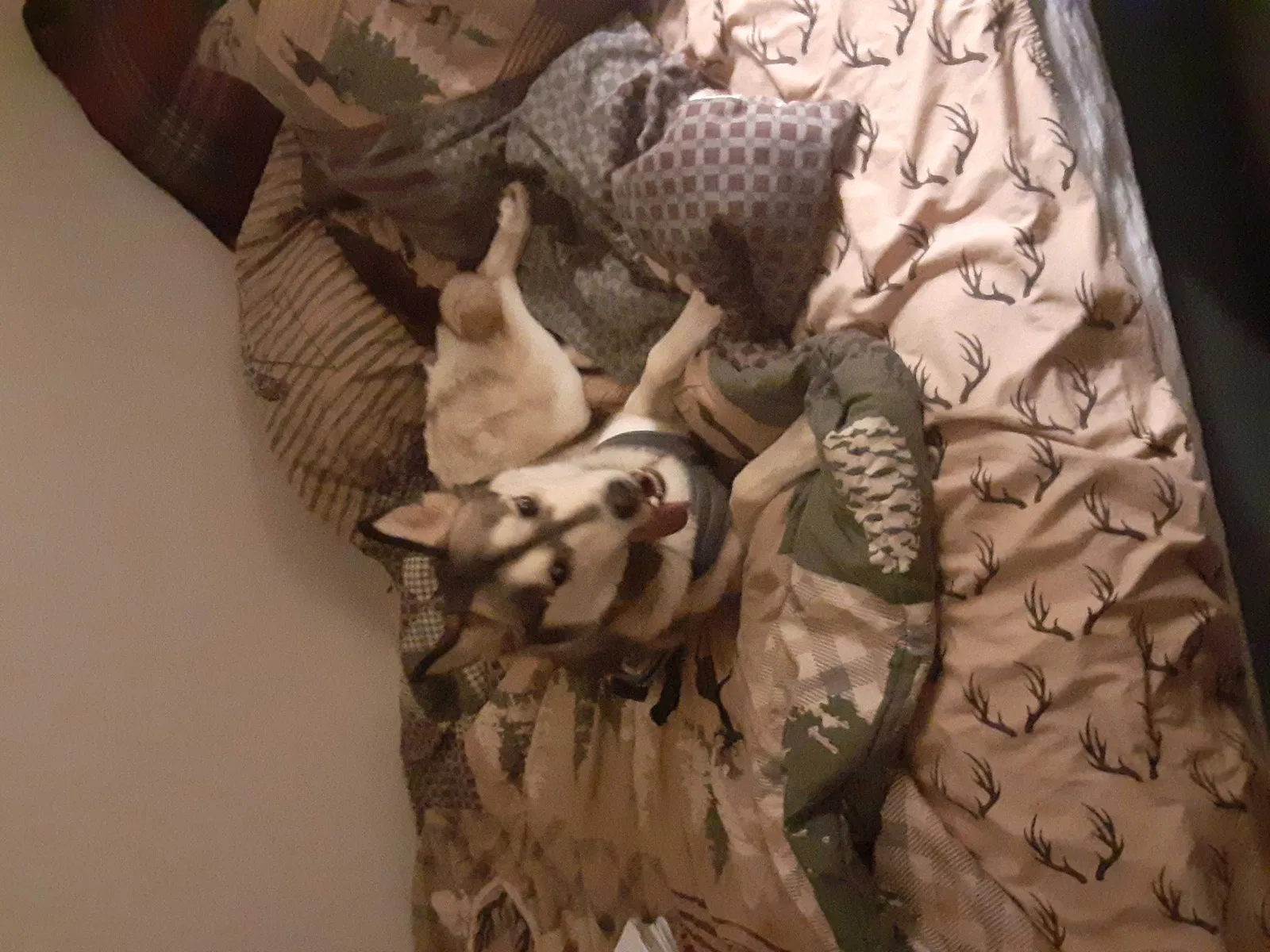 Lost dog in Federal Way, WA, 98003