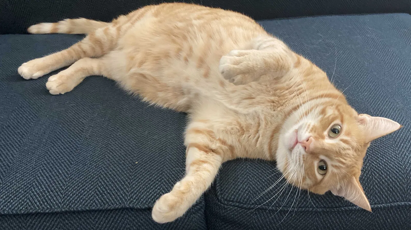 Lost cat in Oklahoma City, OK, 73118