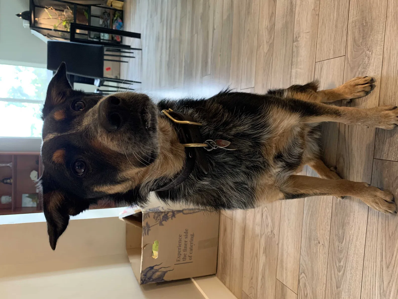 Lost dog in Salt Lake City, UT, 84115