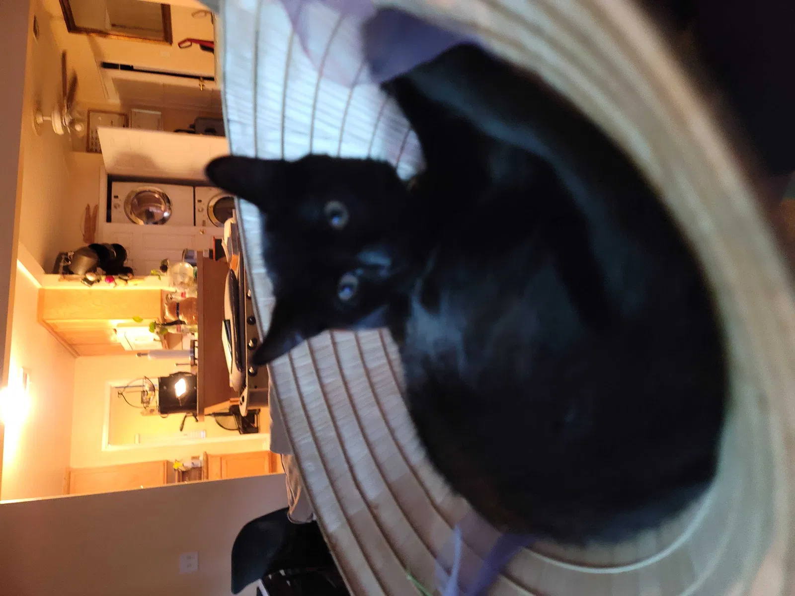 Lost cat in Upland, CA, 91786