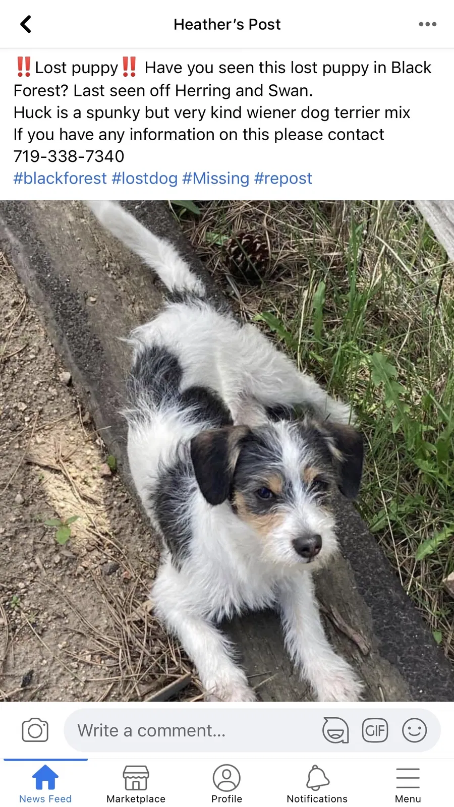 Lost dog in Colorado Springs, CO, 80908