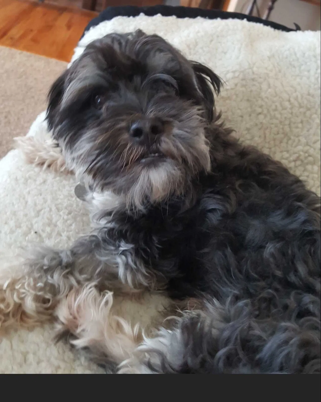 Lost dog in Topeka, KS, 66614