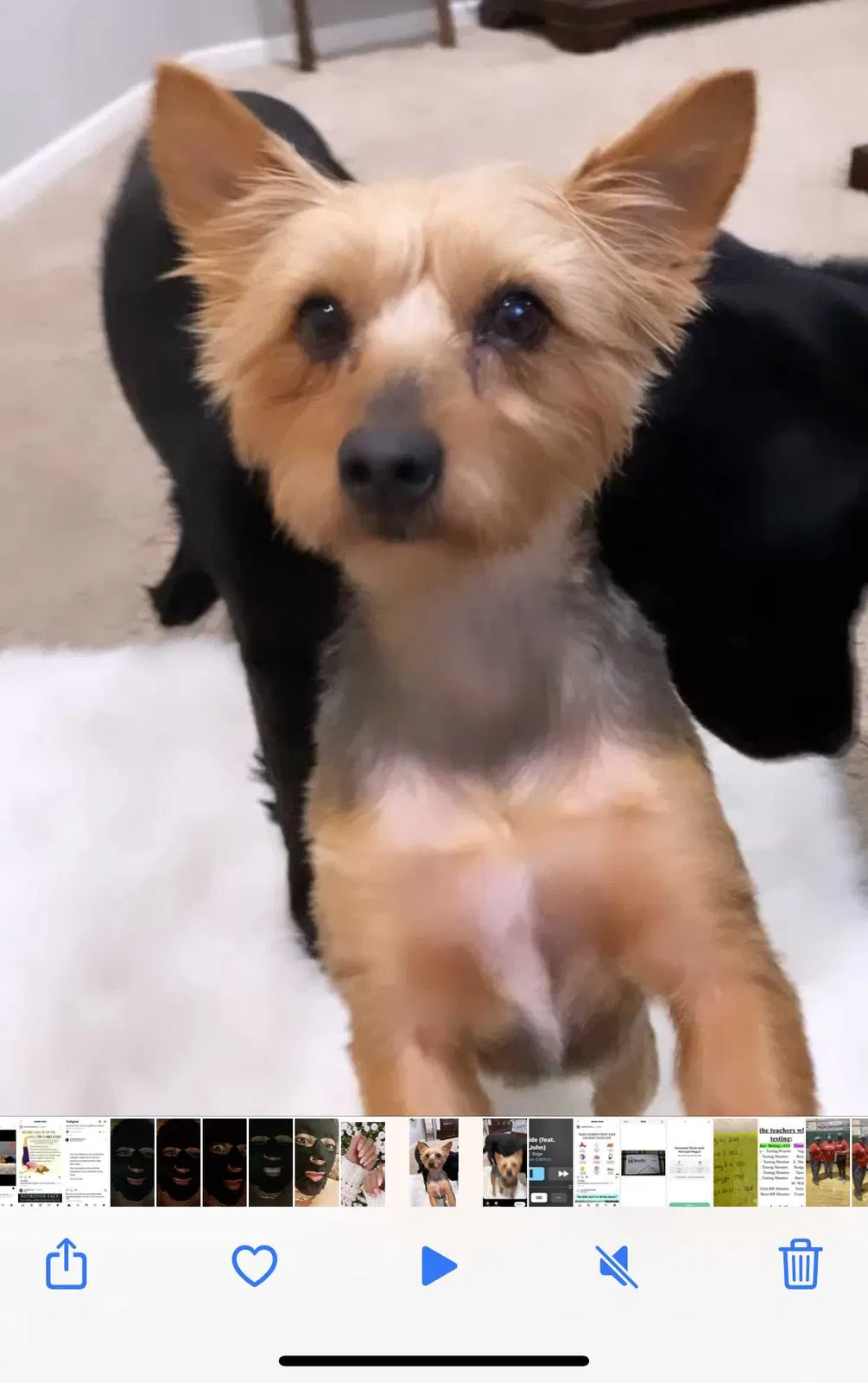 Lost dog in Cypress, TX, 77433