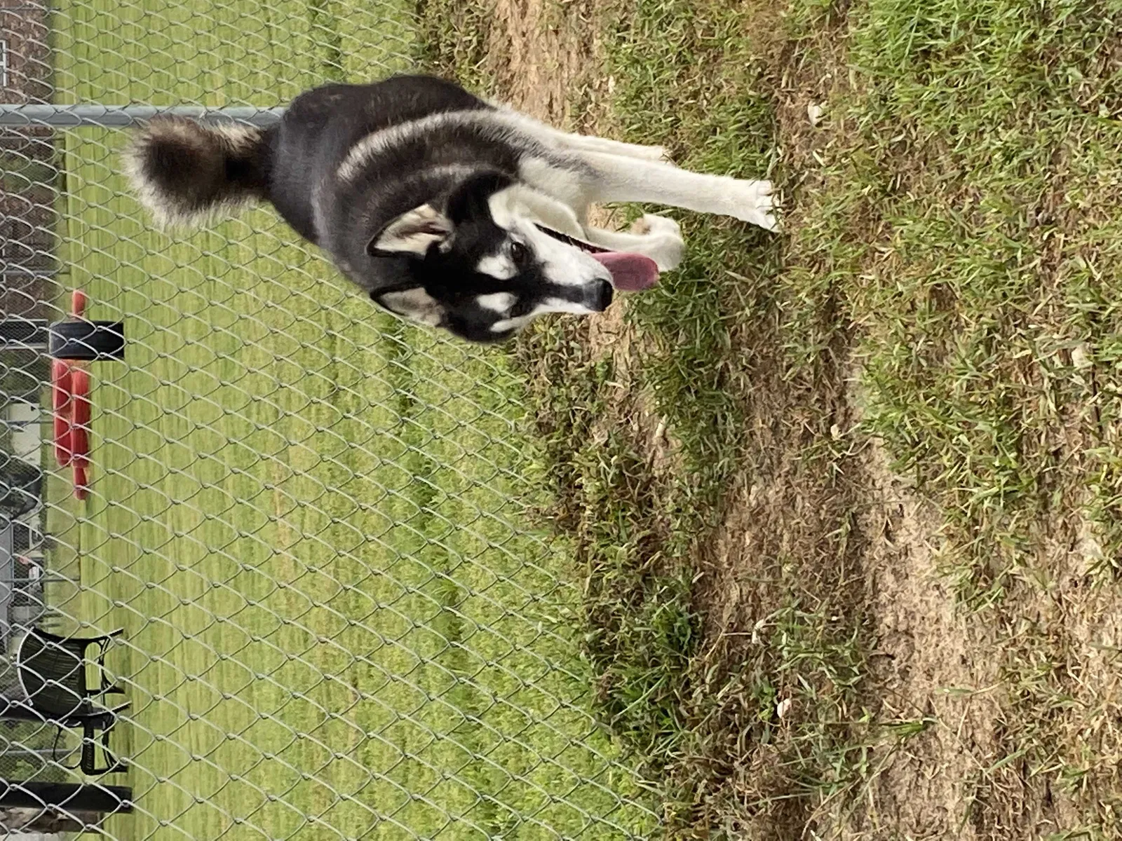 Lost dog in Ocean Springs, MS, 39564