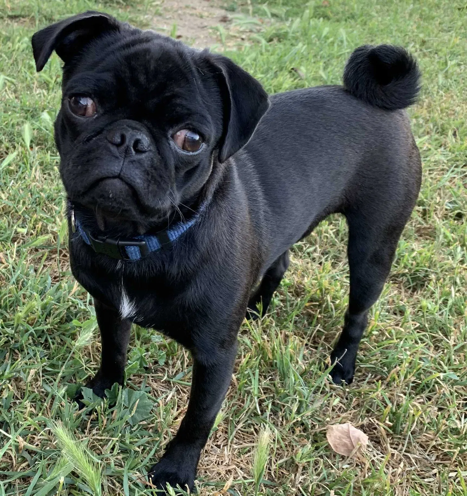Lost dog in Oxnard, CA, 93035