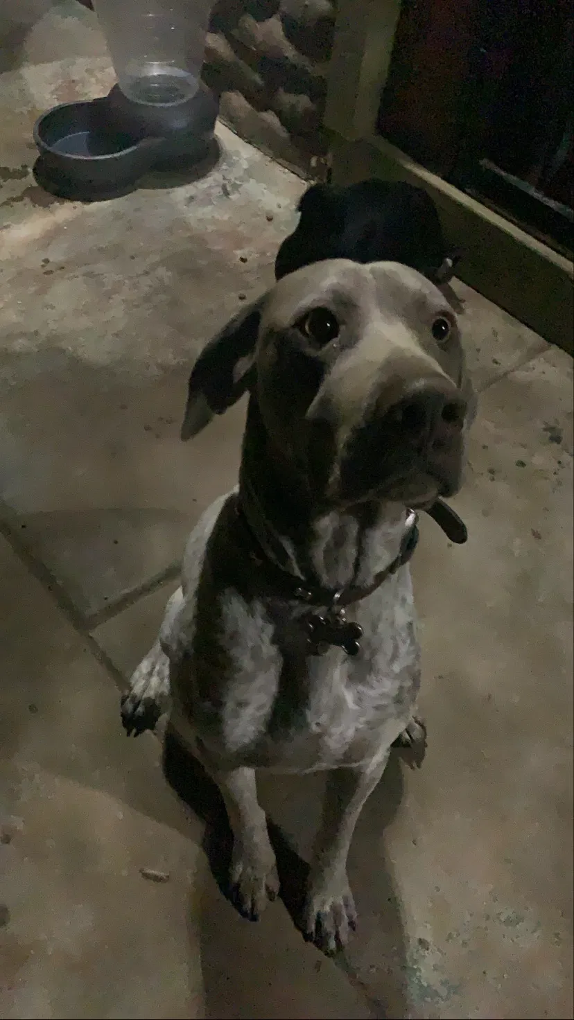Lost dog in Oxnard, CA, 93035
