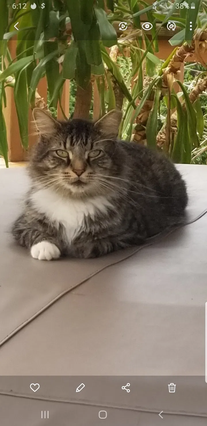 Lost cat in Lancaster, PA, 17603