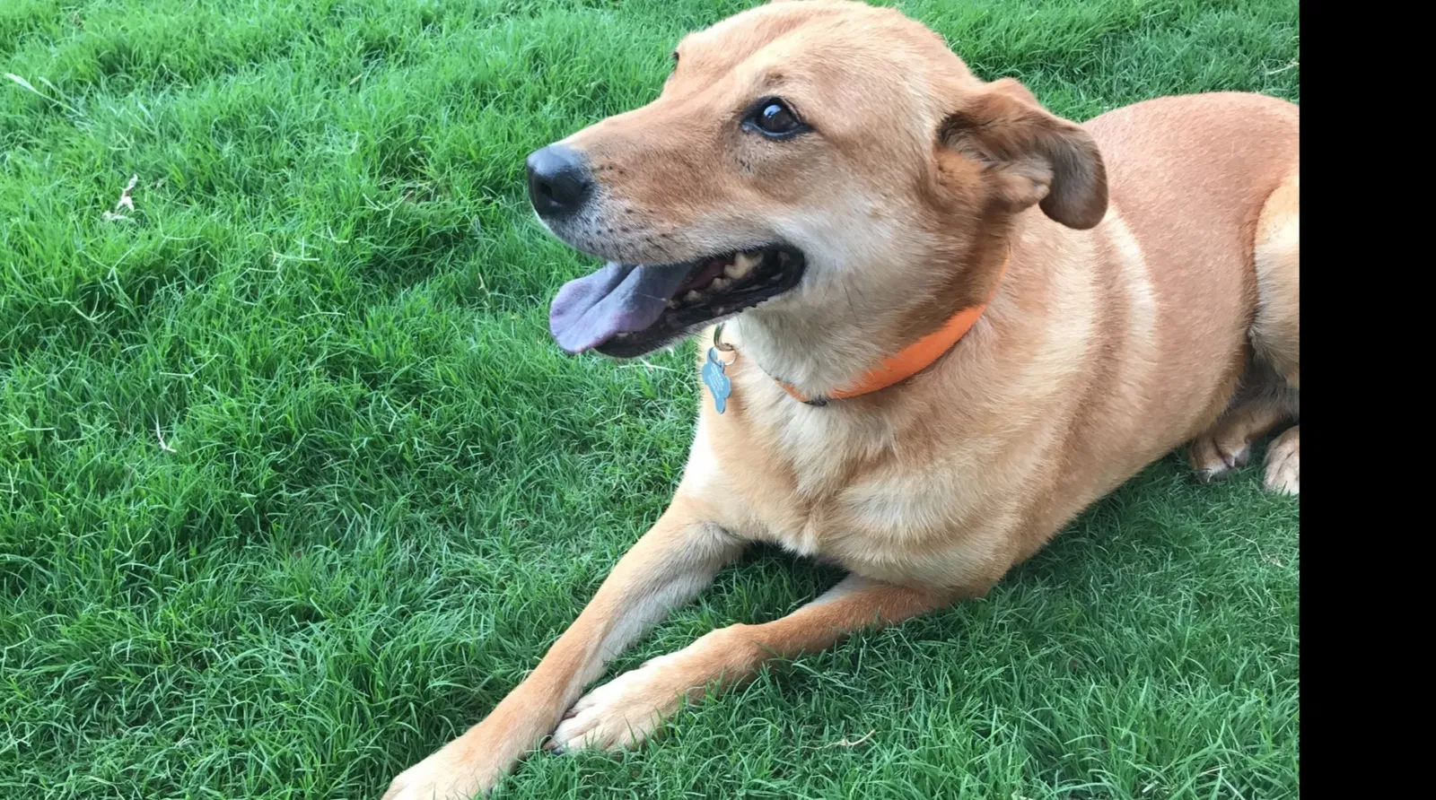 Lost dog in El Paso, TX, 79924