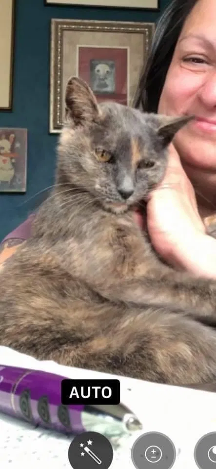 Lost cat in Peoria, IL, 61604