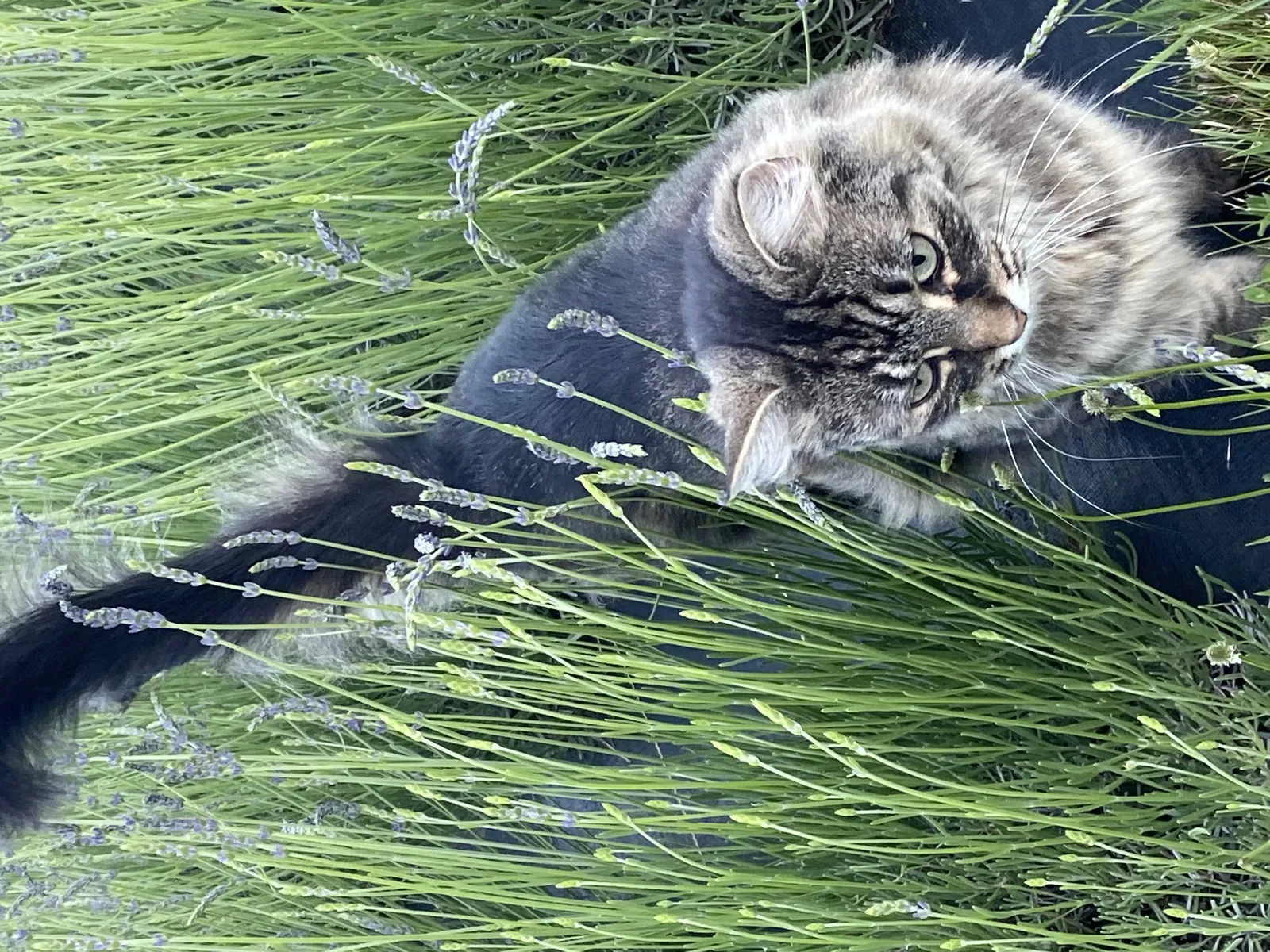 Lost cat in Warner, NH, 3278