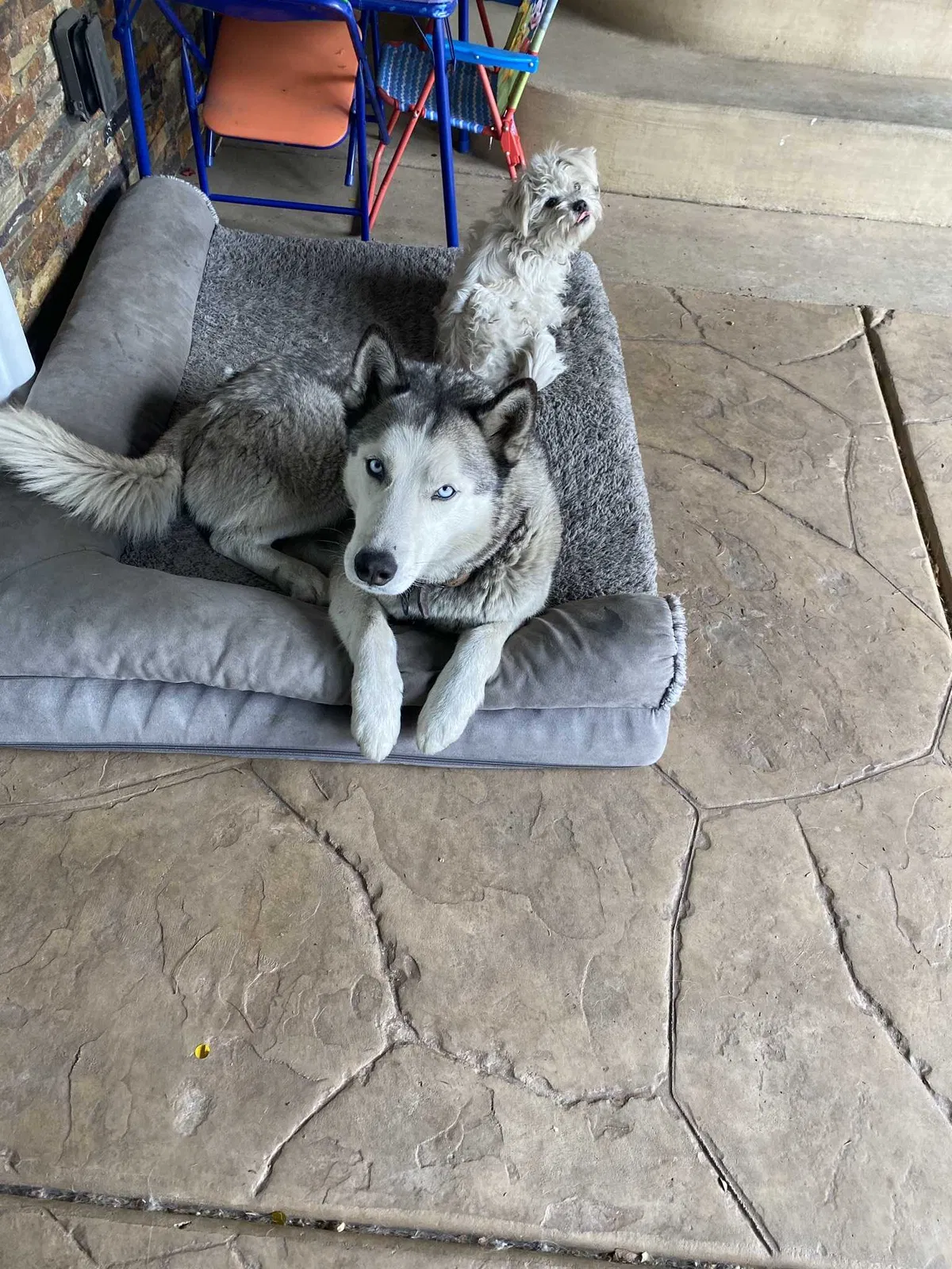 Lost dog in Long Beach, CA, 90804