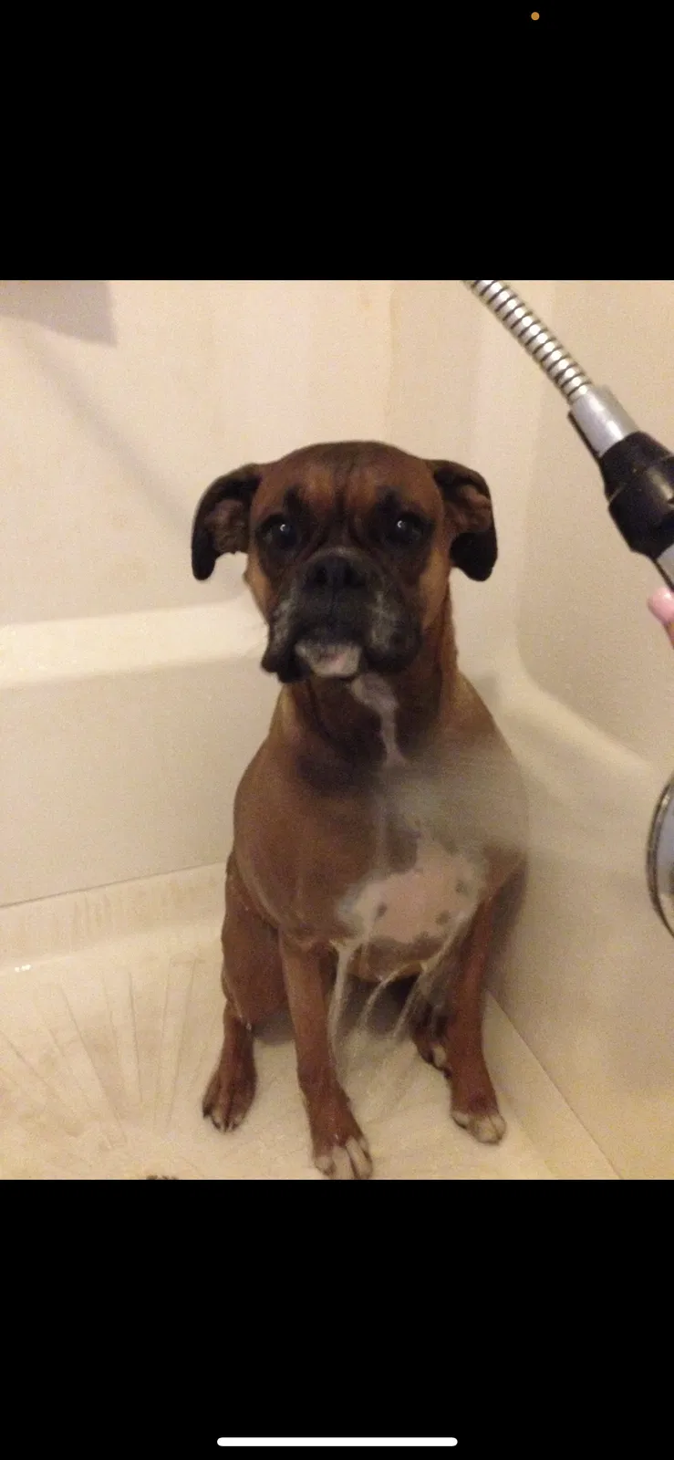 Lost dog in Siler City, NC, 27344