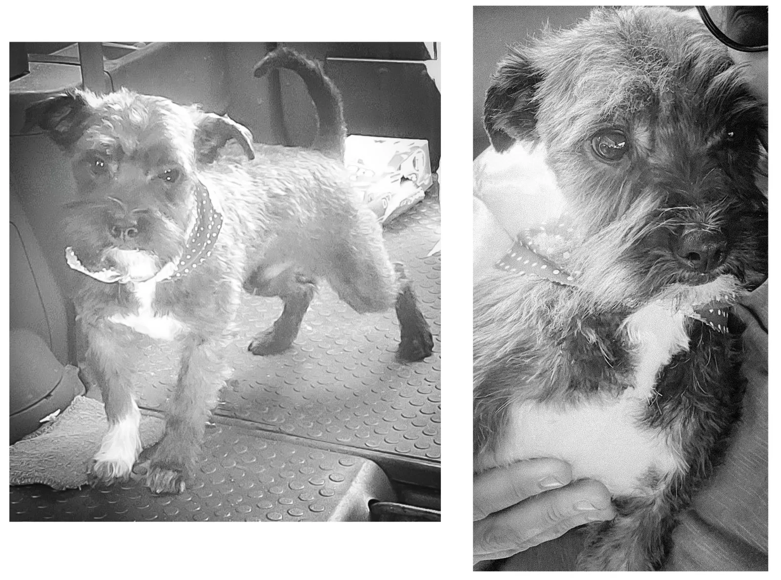 Lost dog in Anderson, SC, 29621