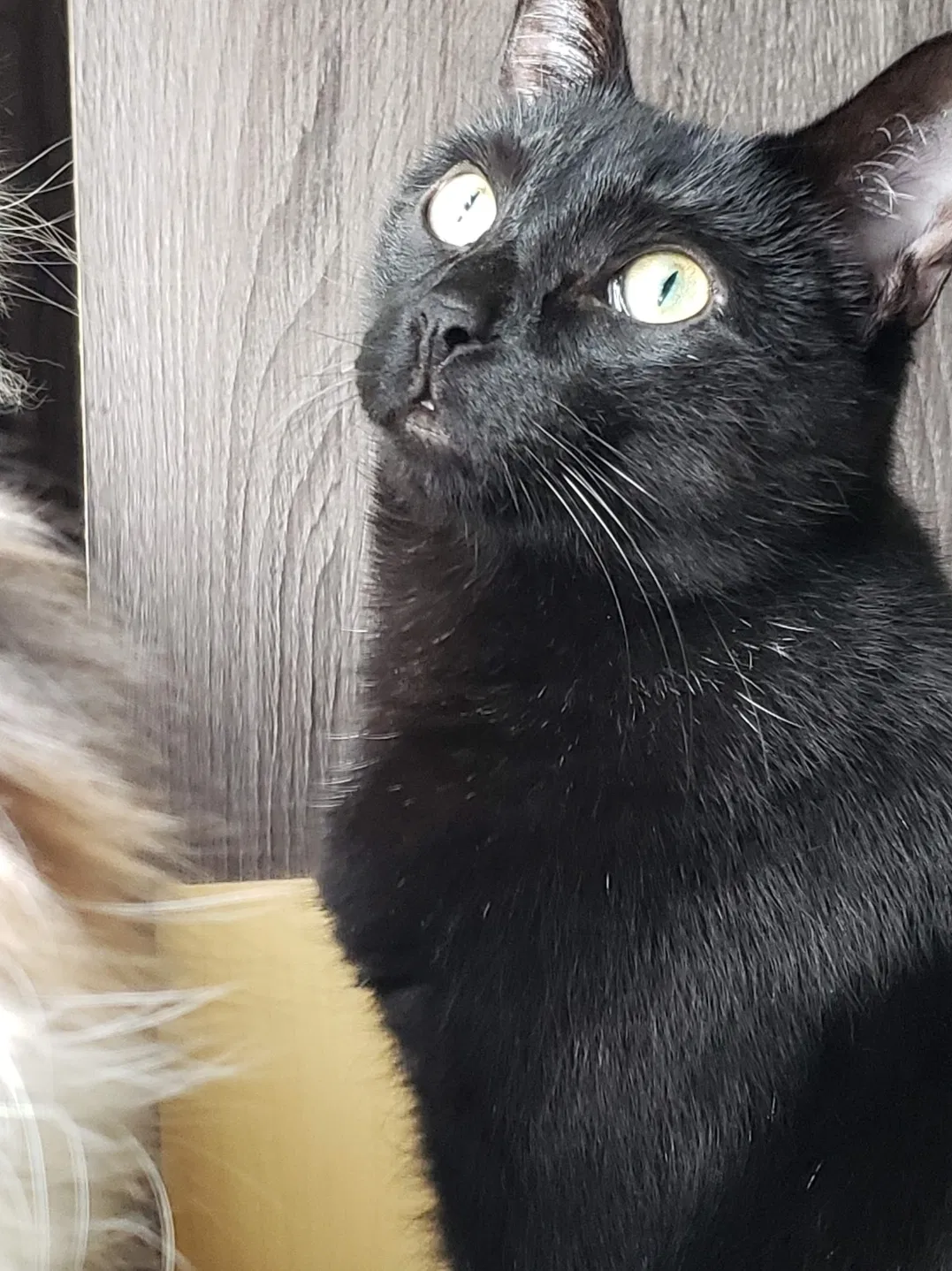 Lost cat in Willis, MI, 48191
