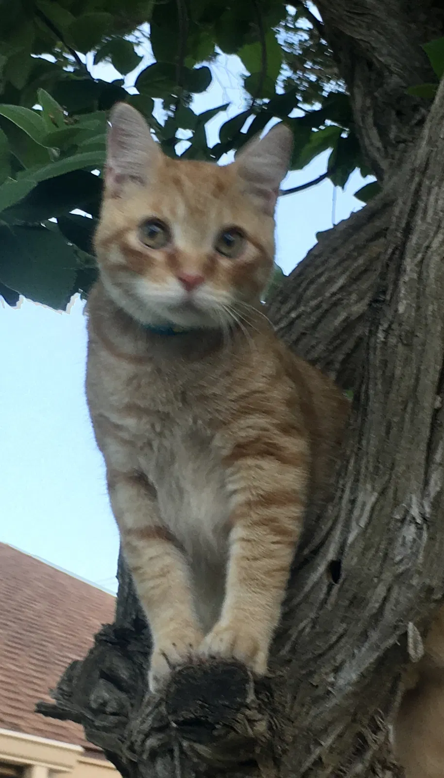 Lost cat in Mcallen, TX, 78504