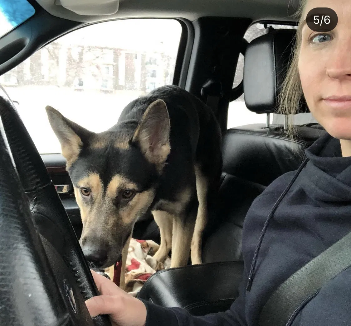 Lost dog in Saint Paul, MN, 55106