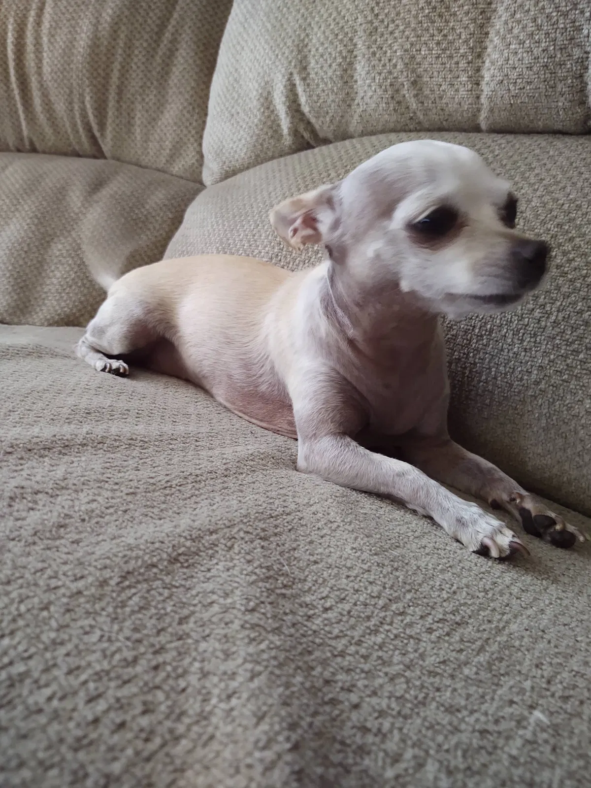 Lost dog in Fontana, CA, 92335