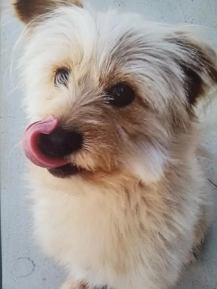Lost dog in Bakersfield, CA, 93307