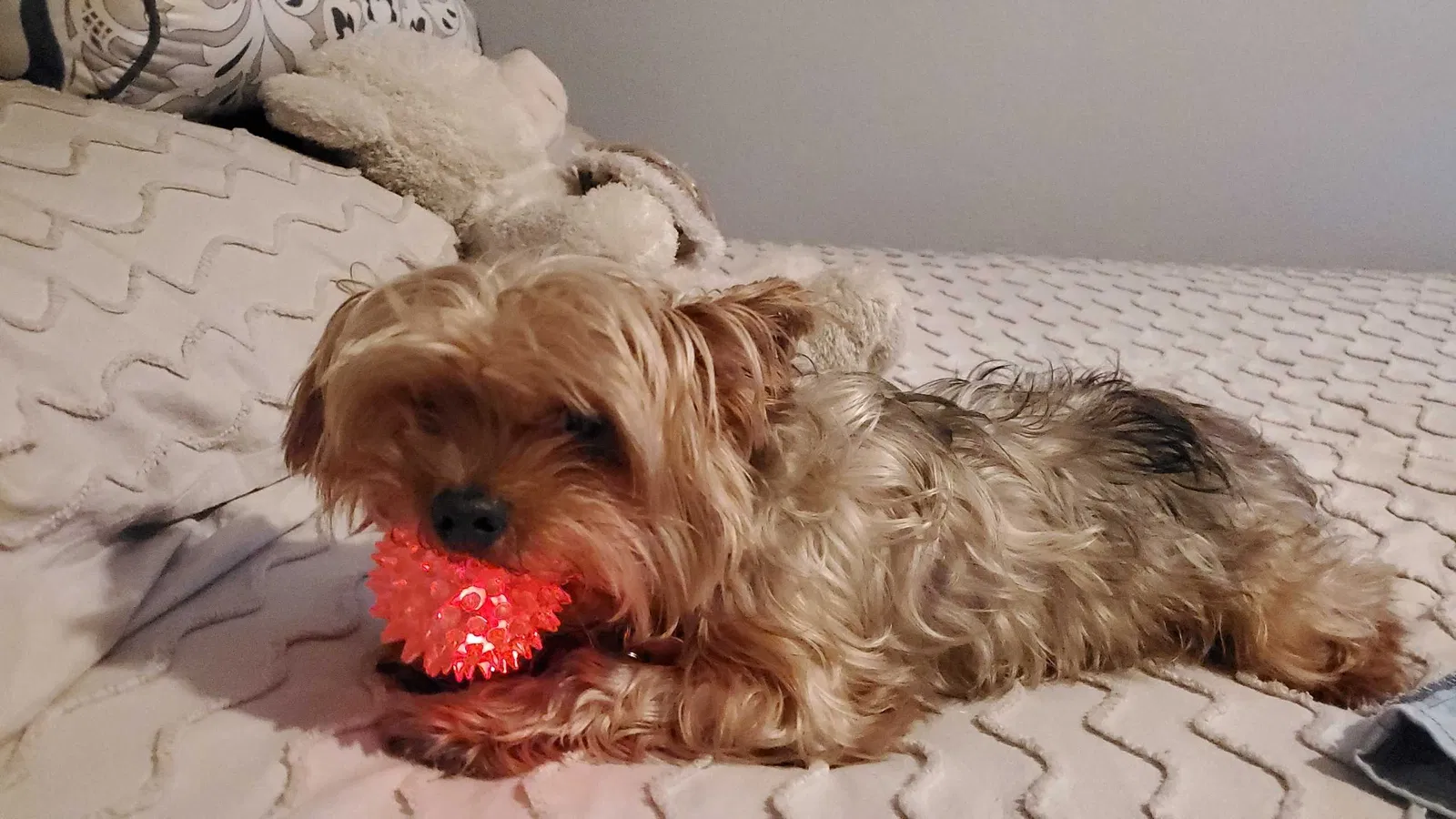 Lost dog in Los Angeles, CA, 90011