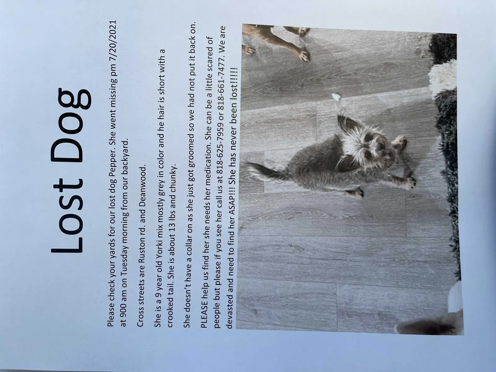 Lost dog in Woodland Hills, CA, 91364