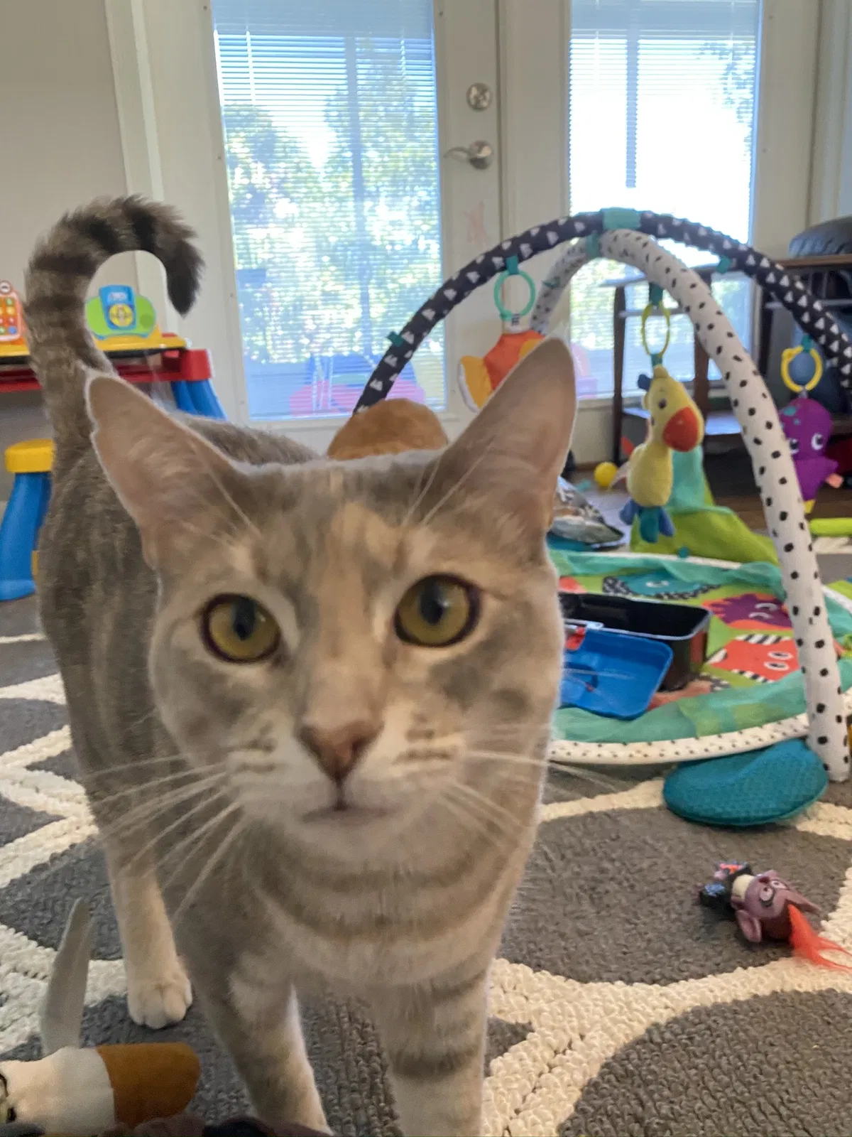 Lost cat in Lakeland, FL, 33813