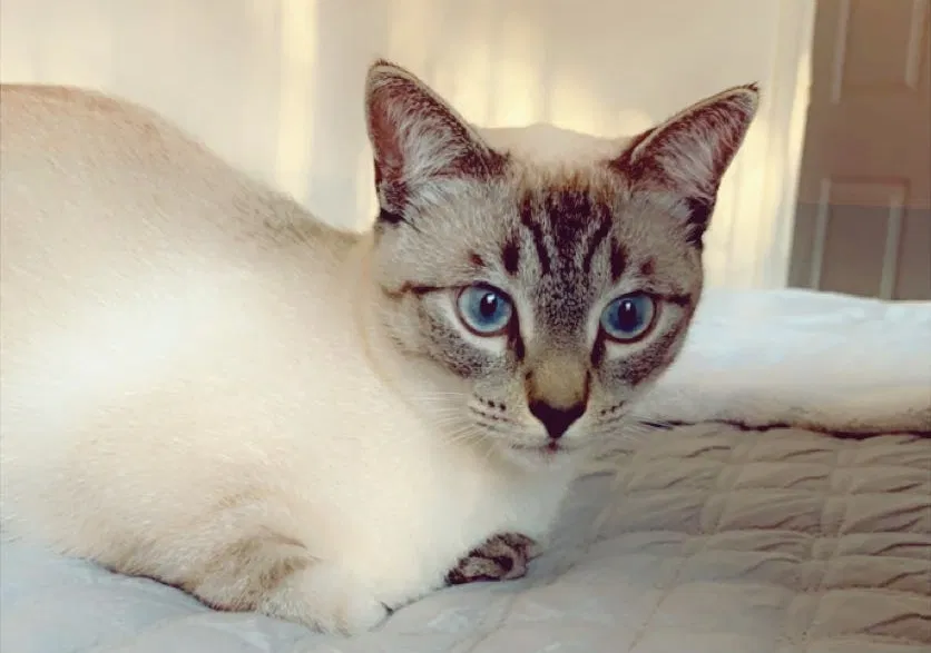Lost cat in Nampa, ID, 83687