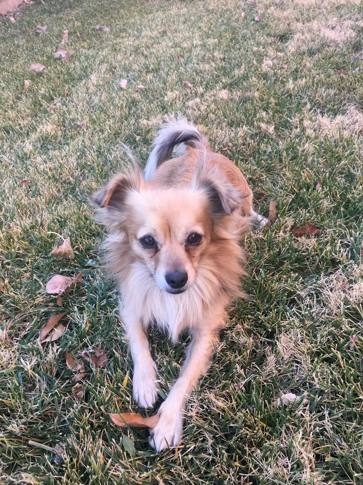 Lost dog in Amarillo, TX, 79102