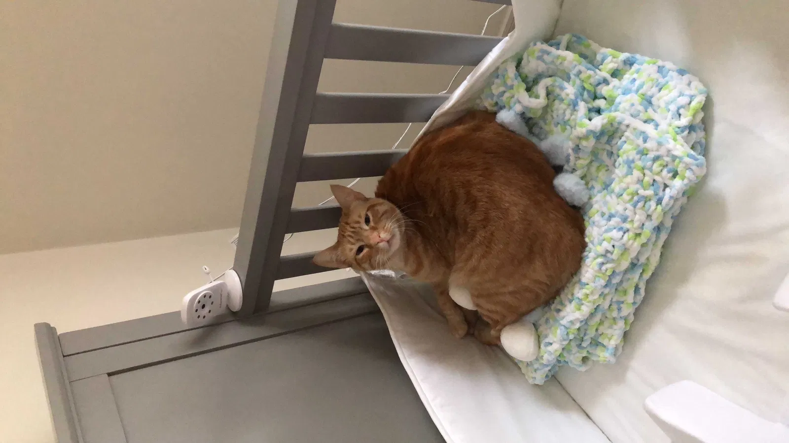 Lost cat in Lakeland, FL, 33813