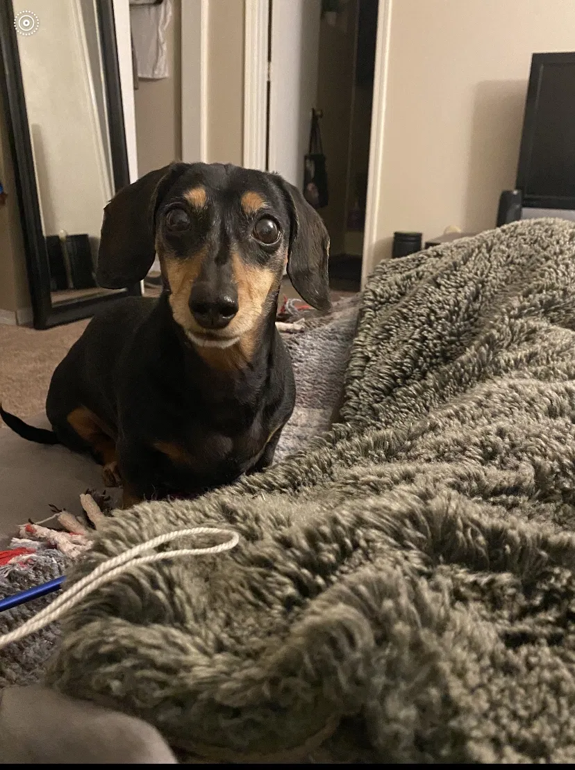 Lost dog in Rio Rancho, NM, 87144